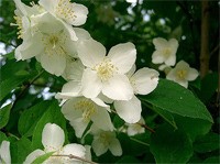 Mock-orange is a fragrant shrub that smells of sweet citrus.