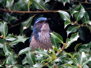 Western scrub jays were rare in Washington 20 years ago