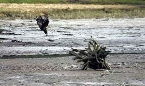 A project that began 13 years ago is expected to be completed in 2017. The culvert under West Kingston Road will be removed