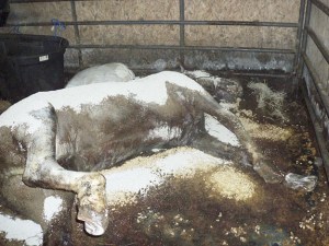 One horse was discovered dead and two others in bad shape last week in a windowless garage owned by a Port Orchard woman.