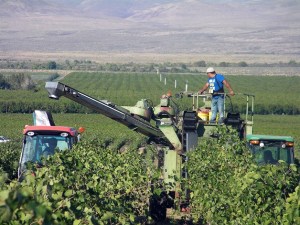 Syrah grapes are harvested on Washington’s Wahluke Slope near the town of Mattawa.
