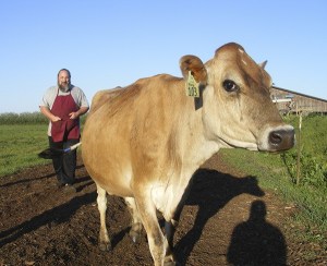 Thor Skald’s Viking Ice Cream is bringing this curious cow to Poulsbo to use in the production of his ice cream. He will soon have fresh milk for his preservative-free