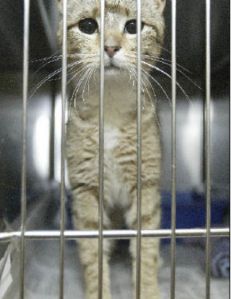 Kitsap Humane Society facing a ‘cat-a-palooza’