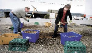 Fishline director Karen Timken and her husband Mark ax out contaminated soil that spilled from a gas theft at the food bank Wednesday. Theives punched a hole in the tank and contanimated a 50 sq foot patch of gravel. A city of Poulsbo crew showed up later in the morning and volunteered time to finish and dispose of the gravel.