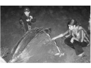 EcoTeach students measure a mother leatherback turtle laying eggs on Parisima Beach in Costa Rica.