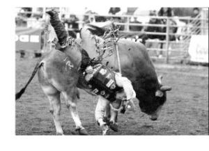 (above) Brian Curtis from Belle Fourche