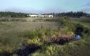 Pedestrian bridges and native plantings would be added to man-made streams that carry stormwater from retention ponds to Johnson Creek