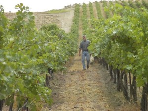 Wade Wolfe of Thurston Wolfe checks grapes in his vineyard. He and his wife