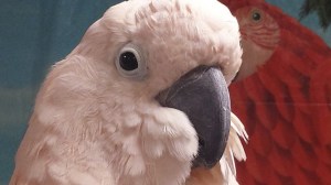 All Parrot Rescue