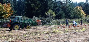 Visitors to the Pheasant Fields Farm search for the perfect pumpkin as an employee moves pumpkins with a front loader.
