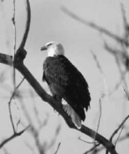 Bald eagles