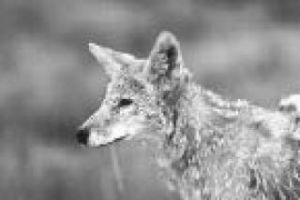 Messin’ with the food chain