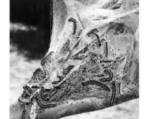 How to deal with fall’s unpleasantries