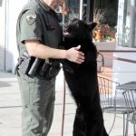 Kitsap County Sheriff&rsquo;s Office utilizes their K-9 units for tracking purposes.                                Michelle Beahm / Kitsap News Group