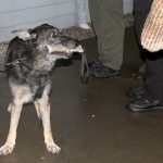 BPD K-9 Ando chews on a toy as a reward for succesfully tracking KCSO Deputy Aaron Baker on a training session Nov. 15 at the Kitsap County Fairgrounds.                                Michelle Beahm / Kitsap News Group