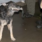 BPD K-9 Ando chews on a toy as a reward for succesfully tracking KCSO Deputy Aaron Baker on a training session Nov. 15 at the Kitsap County Fairgrounds.                                Michelle Beahm / Kitsap News Group