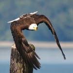 See this eagle shot and others at the &ldquo;Art From The Heart&rdquo; event on Nov. 12. (Irvin Damm / Contributed)