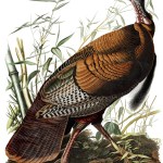 Turkey is native to America | Kitsap Birding