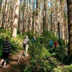 Hikers explore Secret Squirrel trail in the Port Gamble Forest, in April. Some 3,000 acres of the Port Gamble Forest are at risk of being sold and developed, causing the forest to become fragmented and limiting public access. Forterra / Courtesy