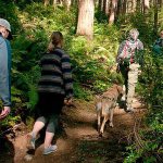 Hikers explore Secret Squirrel trail in the Port Gamble Forest, in April. Some 3,000 acres of the Port Gamble Forest are at risk of being sold and developed, causing the forest to become fragmented and limiting public access. Forterra / Courtesy
