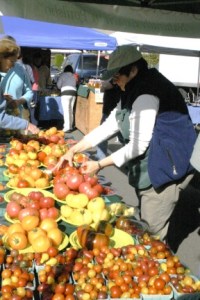 Tomato Taste Off sends taste buds soaring