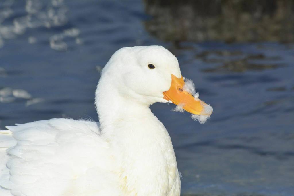 Port Orchard photographer has an eye for nature’s beauty