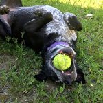 Camp Union Pet Lodge is like &ldquo;puppy camp,&rdquo; according to owner Stephanie McPherson. The lodge offers boarding, grooming and daycare for all kinds of pets.                                Courtesy of Stephanie McPherson