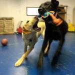 Camp Union Pet Lodge is like &ldquo;puppy camp,&rdquo; according to owner Stephanie McPherson. The lodge offers boarding, grooming and daycare for all kinds of pets.                                Courtesy of Stephanie McPherson
