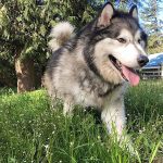 Camp Union Pet Lodge is like &ldquo;puppy camp,&rdquo; according to owner Stephanie McPherson. The lodge offers boarding, grooming and daycare for all kinds of pets.                                Courtesy of Stephanie McPherson