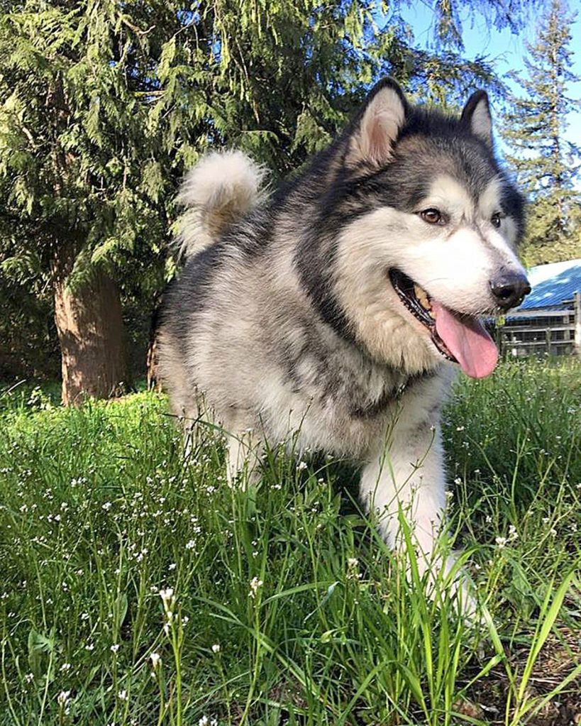 Camp Union Pet Lodge is like &ldquo;puppy camp,&rdquo; according to owner Stephanie McPherson. The lodge offers boarding, grooming and daycare for all kinds of pets.                                Courtesy of Stephanie McPherson