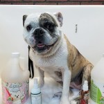 Camp Union Pet Lodge: ‘Kinda like grandma’s house’