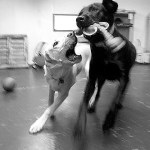 Camp Union Pet Lodge: ‘Kinda like grandma’s house’