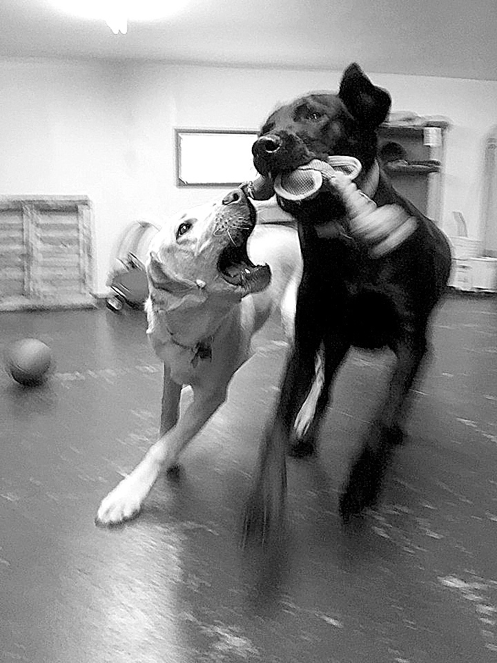 Camp Union Pet Lodge: ‘Kinda like grandma’s house’