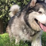 Camp Union Pet Lodge is like &ldquo;puppy camp,&rdquo; according to owner Stephanie McPherson. The lodge offers boarding, grooming and daycare for all kinds of pets.                                Courtesy of Stephanie McPherson