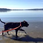 Dad the Dog finally gets his forever home