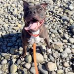 Dad the Dog finally gets his forever home