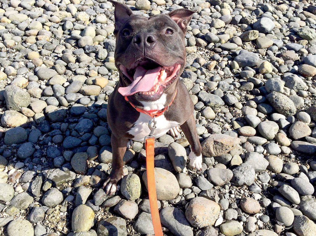 Dad the Dog finally gets his forever home