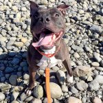 Dad the Dog finally gets his forever home