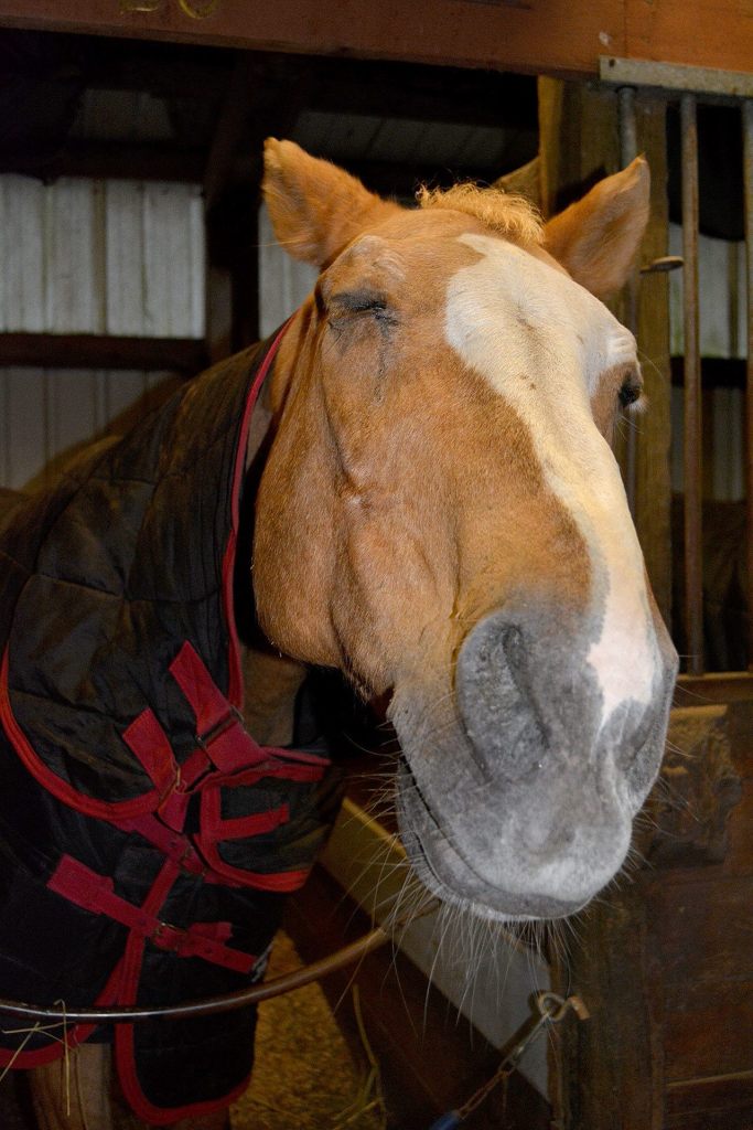 At Port Orchard’s Clover Valley Riding Center, this horse works for donuts