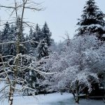 &ldquo;Snow near Scandia,&rdquo; by Jane Teller