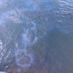 Dec. 4, 2016 | Dispatches from Pearl Harbor