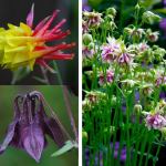 On the left, clockwise from top left: Aquilegia &lsquo;Dorothy Rose&rsquo;, &lsquo;A. chrysantha,&rsquo; &lsquo;A. yabeana&rsquo; and &lsquo;A. McKana Hybrids&rsquo;. On the right, from left, Aquilegia &lsquo;Nora Barlow&rsquo; and &lsquo;A. discolor.&rsquo; (Debbie Teashon)