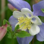 The stories Aquilegias could tell