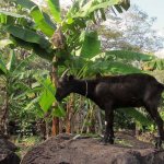 A goat stands on a rock in this image from the Ometepe children&rsquo;s photography project.                                Courtesy / Bainbridge Ometepe Sister Island Association