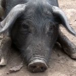 An image from the Ometepe children&rsquo;s photography project.