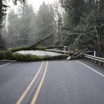 Brownsville Highway reopened after being closed due to fallen tree