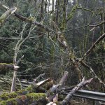 Brownsville Highway reopened after being closed due to fallen tree