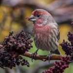 Bird-watching’s timeless appeal | Kitsap Birding