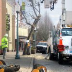 Disputed trees in downtown Bremerton came down on Valentine’s Day