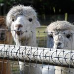 A trio of alpacas &mdash; Skye, Destiny and Autumn &mdash; inquisitively examine a stranger holding a camera. Photo credit: Bob Smith | Kitsap Daily News
